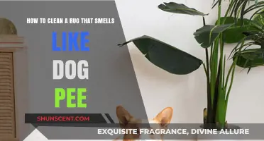 Freshen Up Your Rug: Removing Dog Pee Odor Made Easy