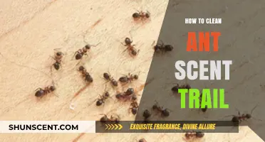 Effective Ways to Erase Ant Scent Trails and Prevent Reinfestation