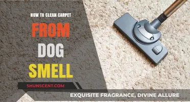 Freshen Up Your Home: Effective Tips to Eliminate Dog Smell from Carpets