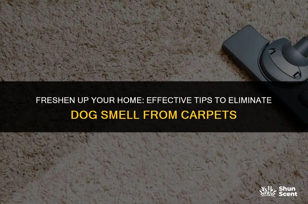 how to clean carpet from dog smell