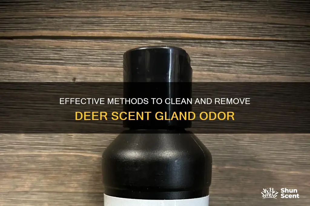 how to clean deer scent gland