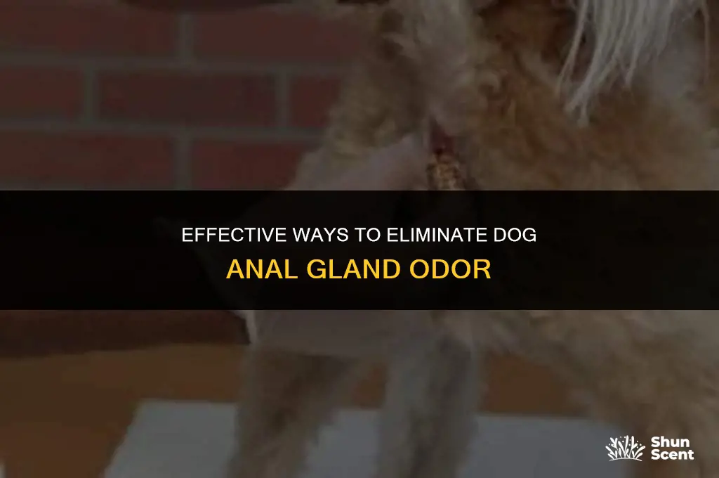 how to clean dog anal gland smell off of dog