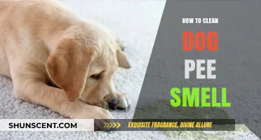 Effective Tips to Eliminate Dog Urine Odor from Your Home