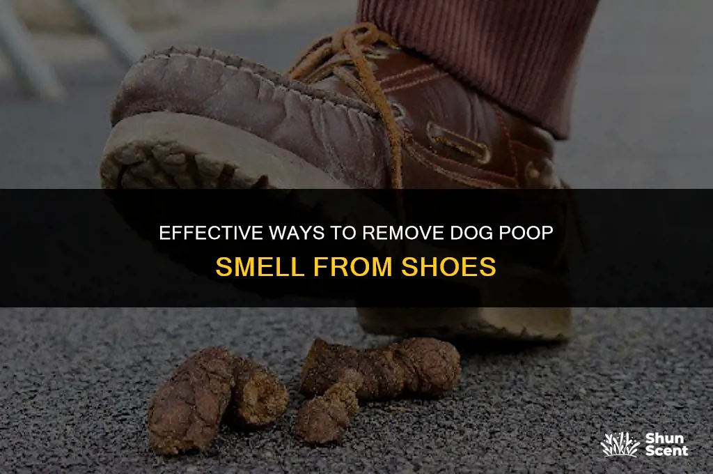 how to clean dog poop smell off shoes