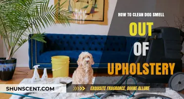Freshen Up Your Furniture: A Guide to Removing Dog Odors from Upholstery