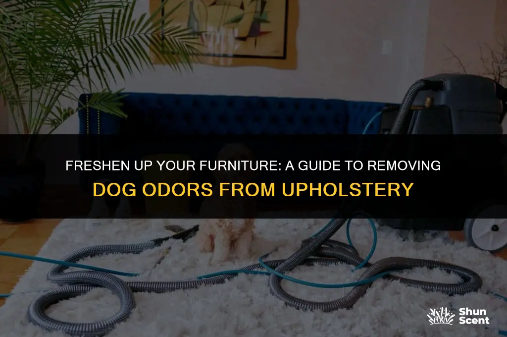 how to clean dog smell out of upholstery