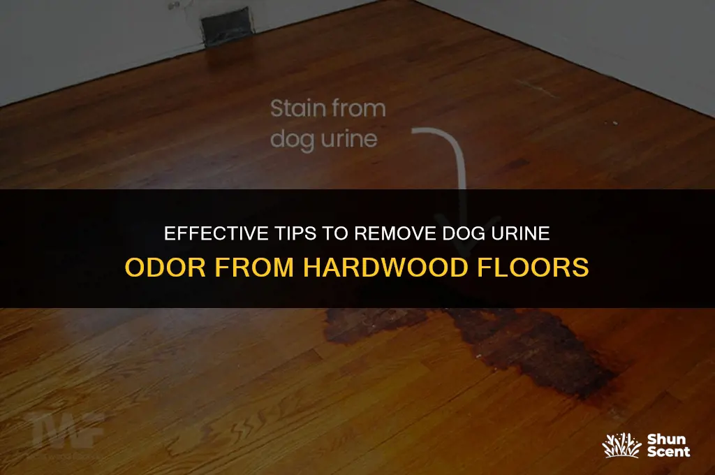 how to clean dog urine smell from hardwood floors