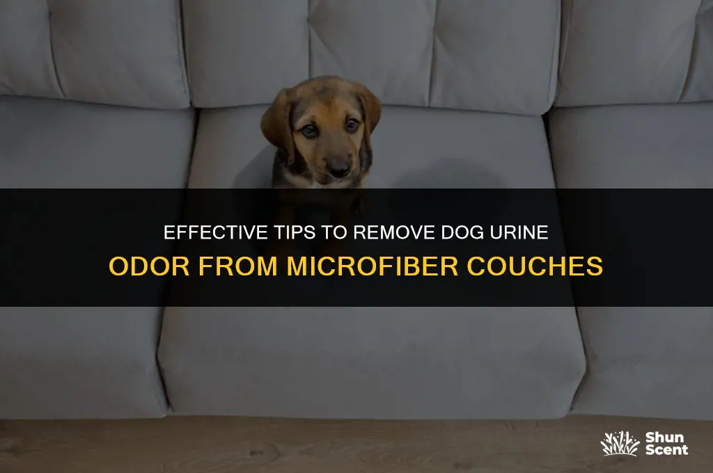 how to clean dog urine smell from microfiber couch