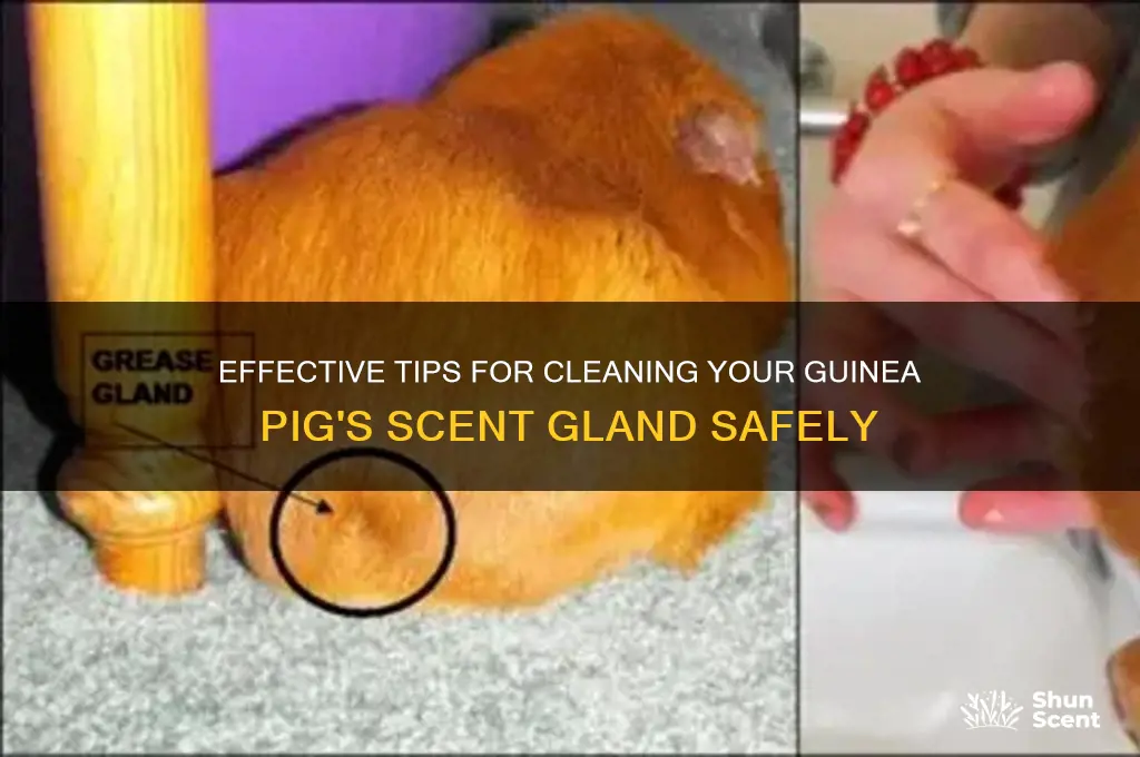 how to clean guinea pig scent gland