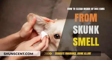 Effective Tips for Removing Skunk Odor from Your Dog's Ears
