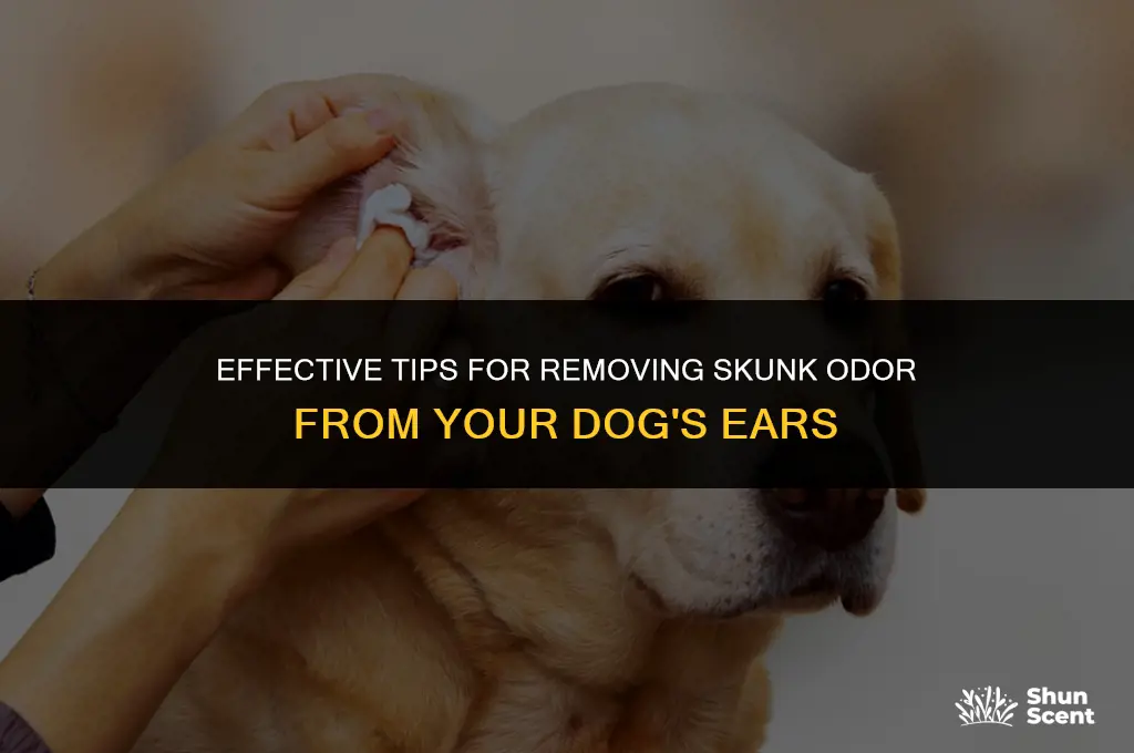 how to clean inside of dog ears from skunk smell