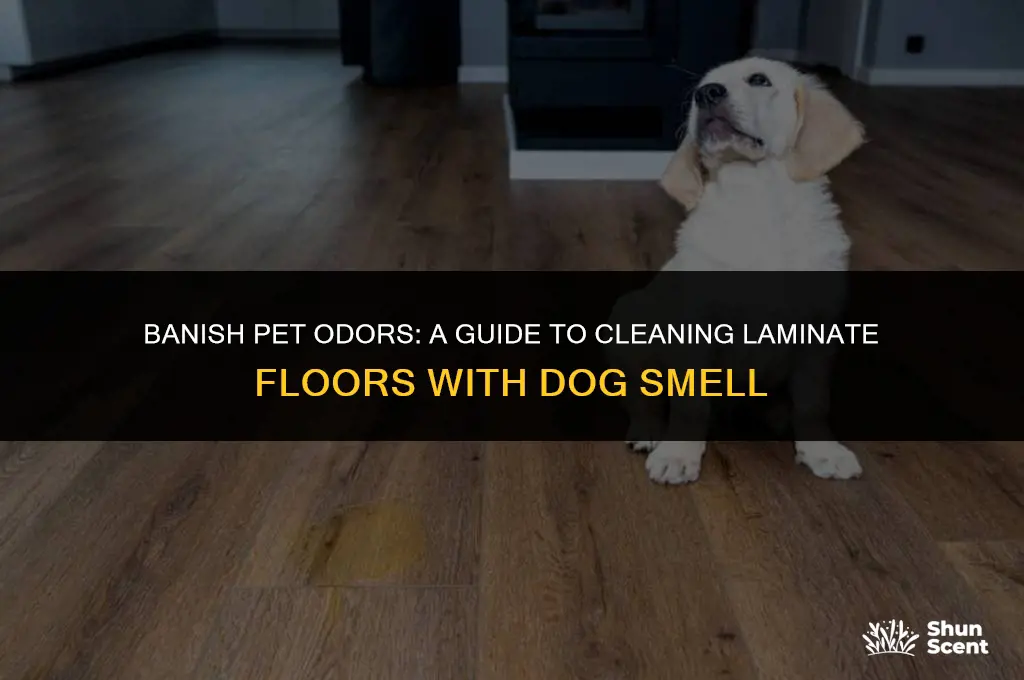 how to clean laminate flooring dog smell