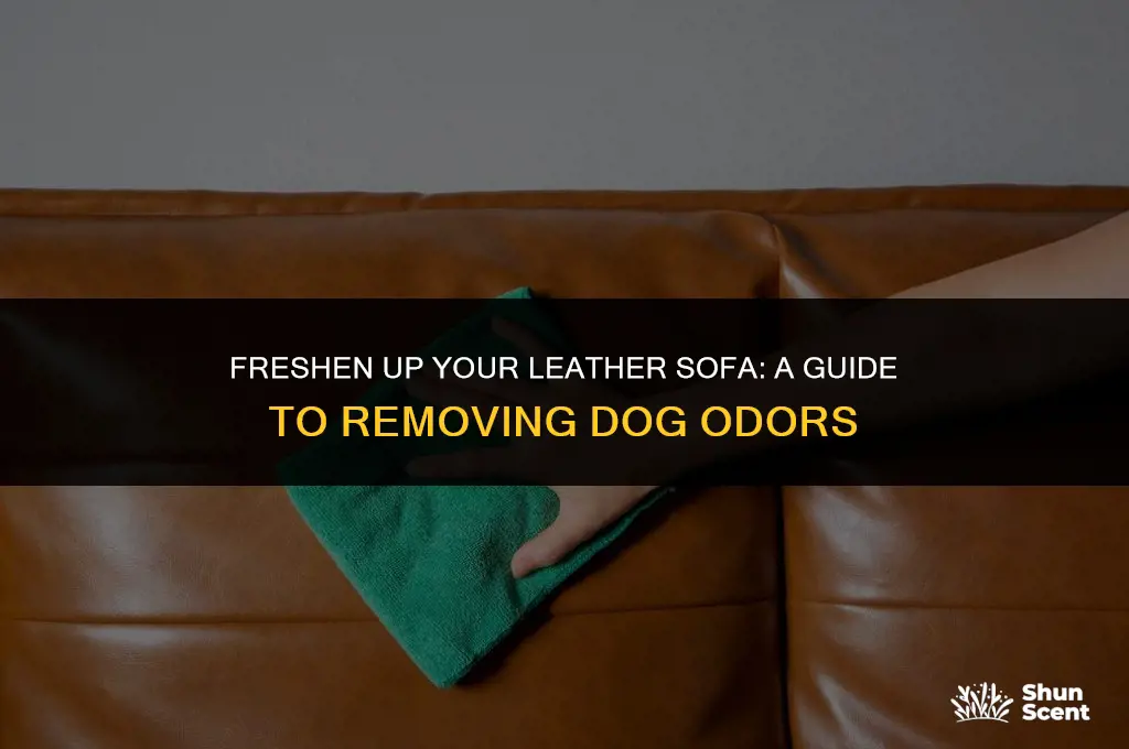 how to clean leather sofa smell like dog