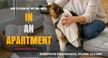 Eliminating Wet Dog Odor: A Comprehensive Guide for Apartment Dwellers