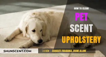 Effective Tips for Removing Pet Odors from Upholstery at Home