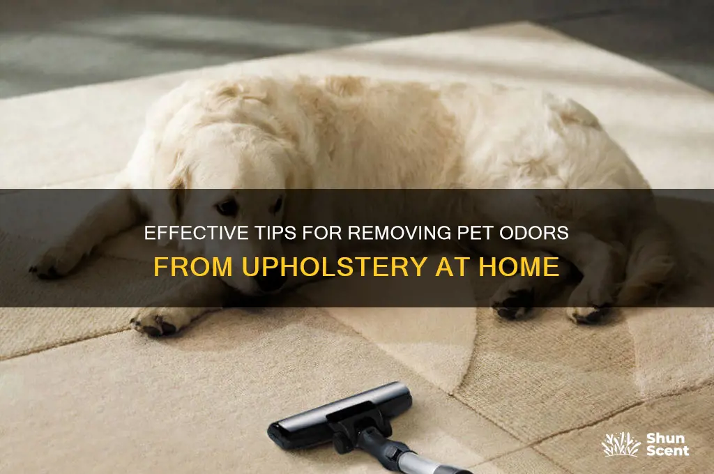 how to clean pet scent upholstery