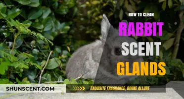 Effective Tips for Cleaning Your Rabbit's Scent Glands Safely