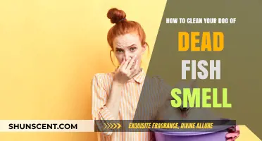 Freshen Up Your Furry Friend: Removing Dead Fish Smell from Dogs
