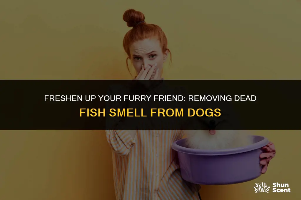 how to clean your dog of dead fish smell