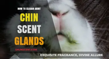 Effective Tips for Cleaning Your Rabbit's Chin Scent Glands Safely