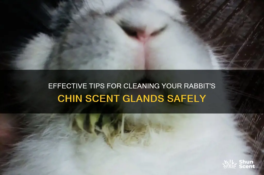 how to cleanr abbit chin scent glands