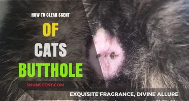 Effective Tips to Eliminate Unpleasant Cat Anal Gland Odors