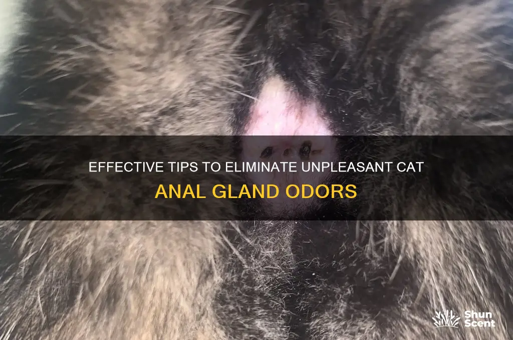 how to clear scent of cats butthole