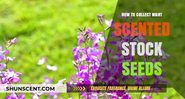 Harvesting Night Scented Stock Seeds: A Step-by-Step Guide for Gardeners