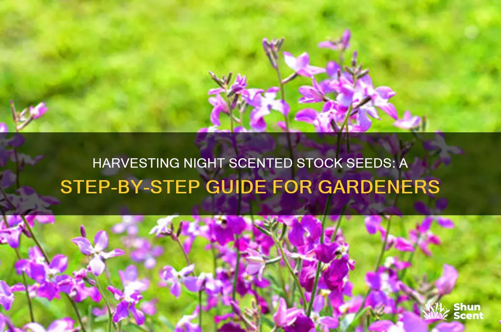 how to collect night scented stock seeds