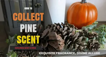 Capturing Pine Essence: Simple Methods to Collect Natural Pine Scent
