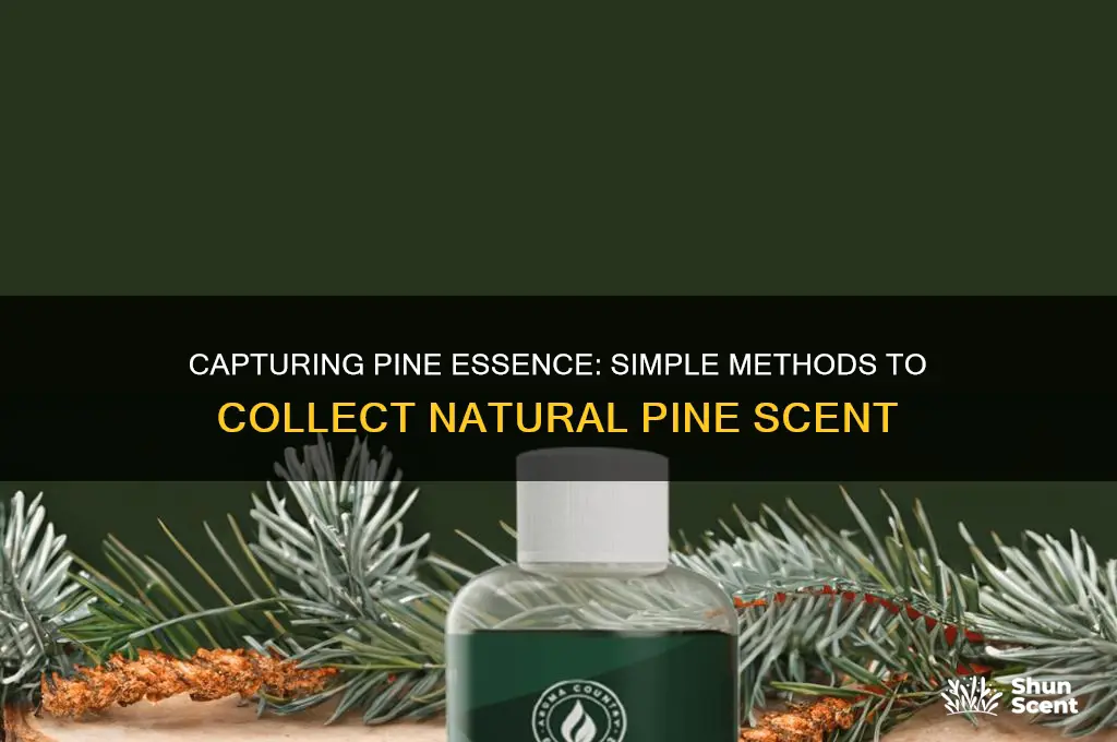 how to collect pine scent