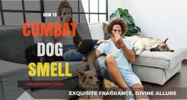 Freshen Up Your Home: Effective Ways to Combat Dog Smell
