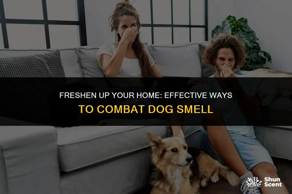 how to combat dog smell