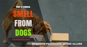 Effective Ways to Mask Scents and Keep Dogs at Bay
