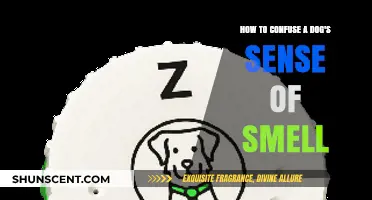 Deceptive Scents: Tricks to Baffle Your Dog's Powerful Nose