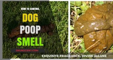 Effective Ways to Control Dog Poop Smell: A Comprehensive Guide
