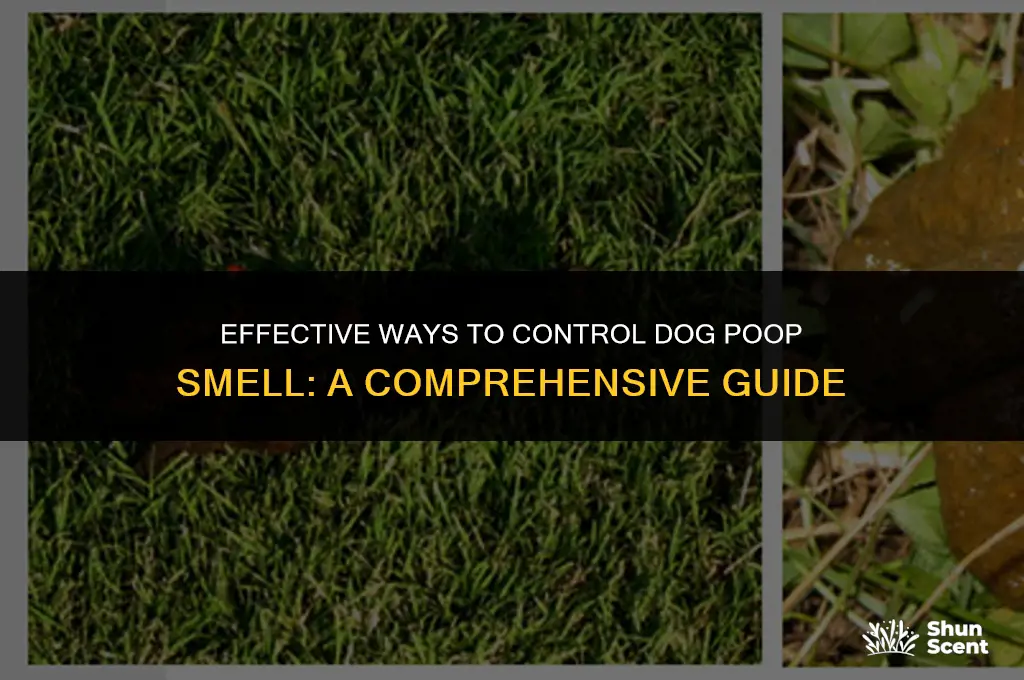 how to control dog poop smell