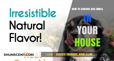 Freshen Up Your Home: A Guide to Managing Dog Odors