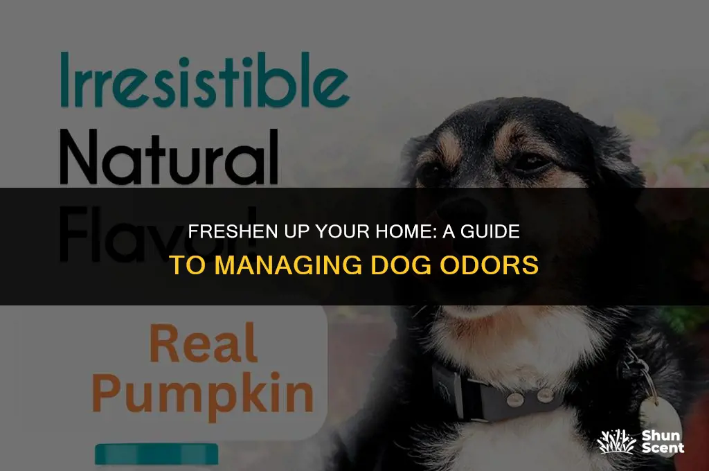 how to control dog smell in your house