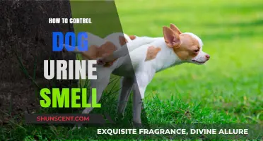 Effective Tips to Neutralize and Prevent Dog Urine Odors