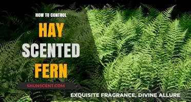 Effective Strategies to Control Hay Scented Fern in Your Garden