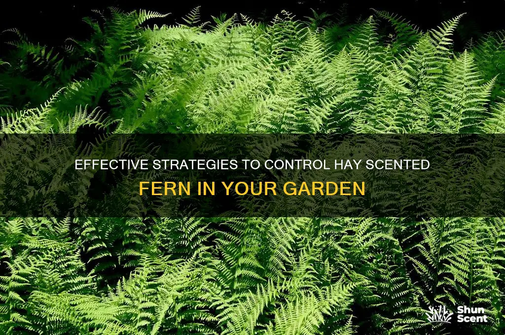 how to control hay scented fern