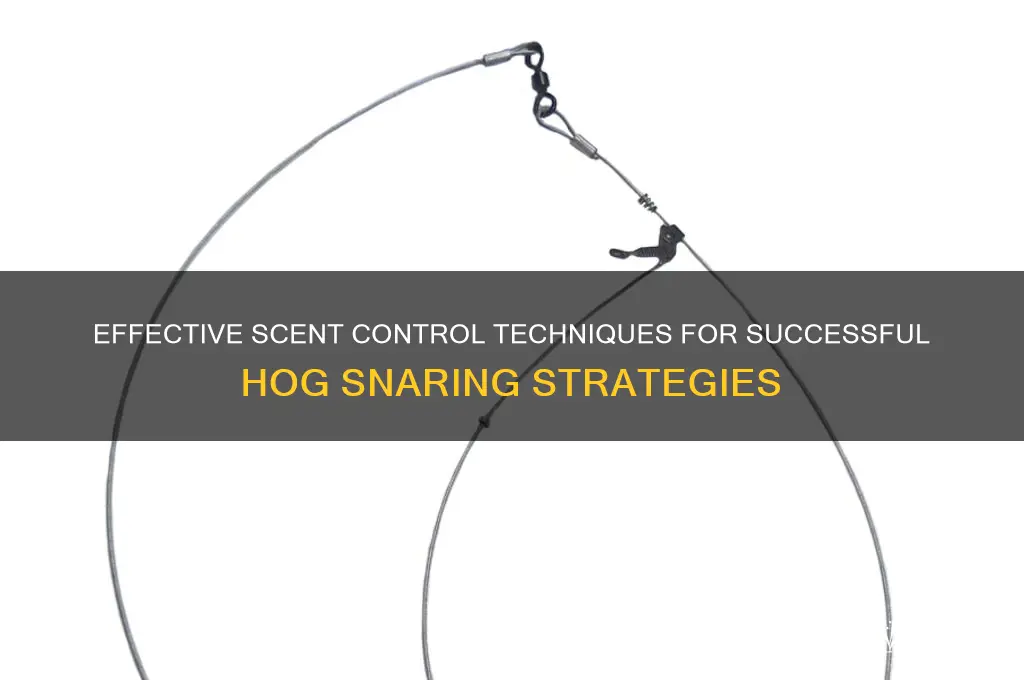 how to control scent when snaring hogs