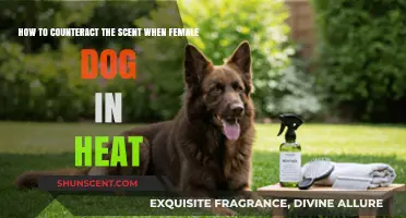 Effective Ways to Neutralize Female Dog in Heat Scent