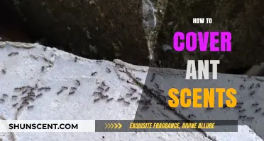 Effective Ways to Mask Ant Trails and Disrupt Their Scent Communication