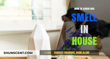 Freshen Up Your Home: Effective Ways to Neutralize Dog Odors