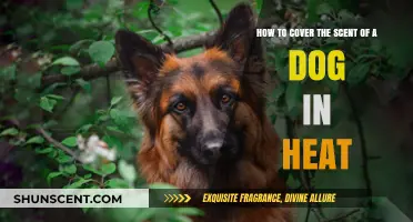 Effective Tips to Mask Your Dog's Scent During Heat Cycles