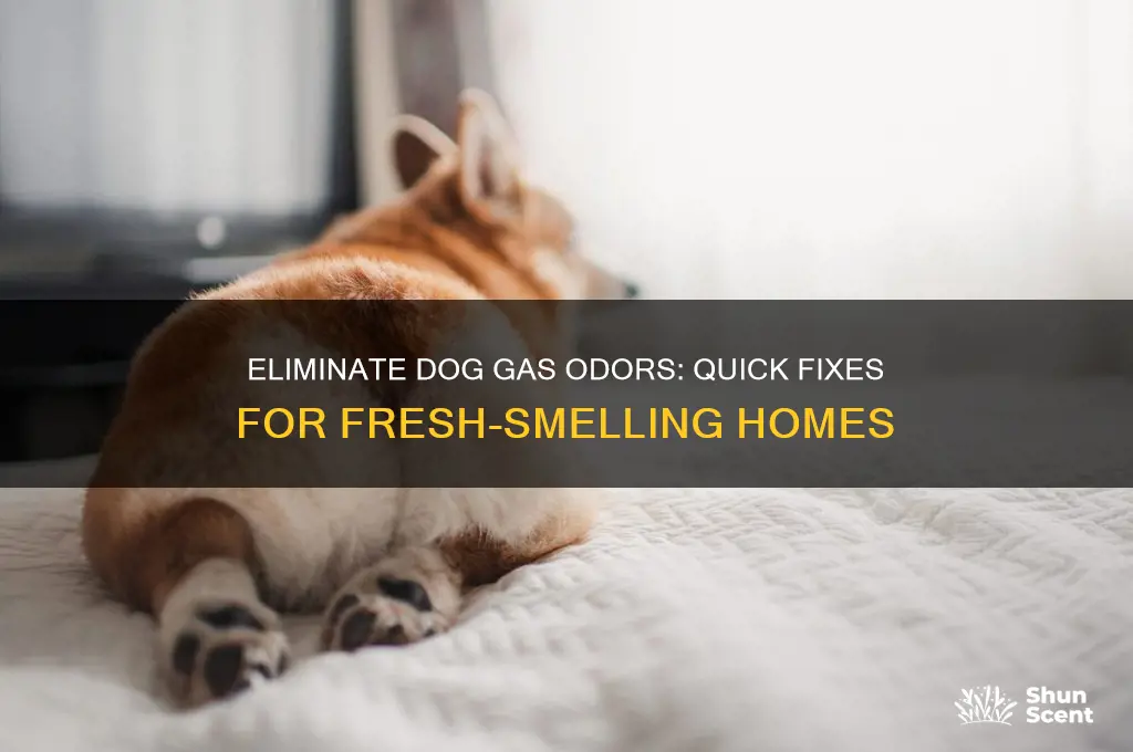 how to cover the scent of dog flatulence