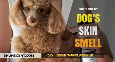 Natural Remedies to Eliminate Your Dog's Skin Odor