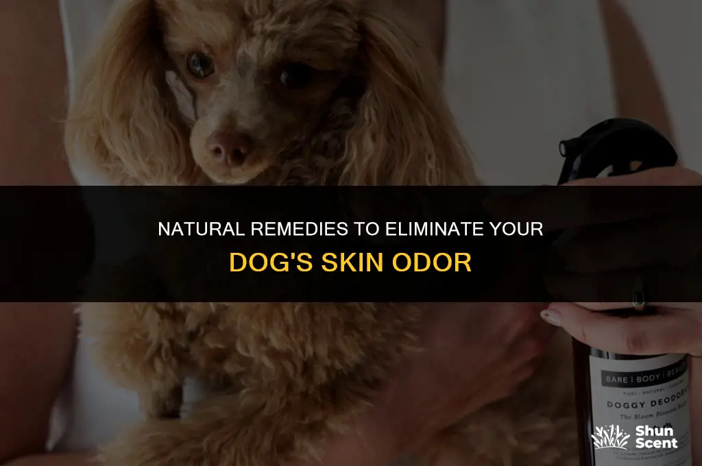 how to cure my dog